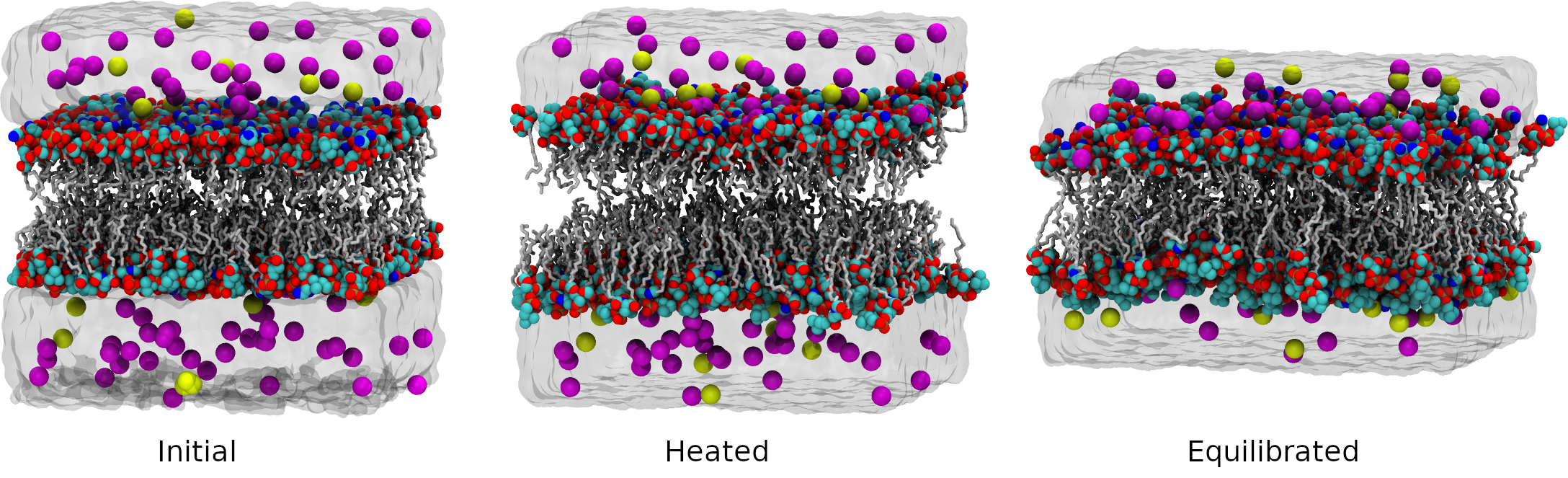 Figure: Initial bilayer